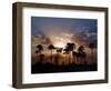 Sunset on the Edge of the Ntwetwe Saltpan Where Moklowane or African Fan Palms Grow in Profusion-Nigel Pavitt-Framed Photographic Print