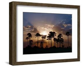 Sunset on the Edge of the Ntwetwe Saltpan Where Moklowane or African Fan Palms Grow in Profusion-Nigel Pavitt-Framed Photographic Print