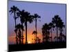 Sunset on the Edge of the Ntwetwe Saltpan Where Moklowane or African Fan Palms Grow in Profusion-Nigel Pavitt-Mounted Photographic Print