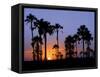 Sunset on the Edge of the Ntwetwe Saltpan Where Moklowane or African Fan Palms Grow in Profusion-Nigel Pavitt-Framed Stretched Canvas