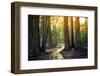 Sunset on the Forest Path, Sequoia National Park, California-Stephen Moehle-Framed Photographic Print