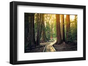 Sunset on the Forest Path, Sequoia National Park, California-Stephen Moehle-Framed Photographic Print