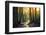 Sunset on the Forest Path, Sequoia National Park, California-Stephen Moehle-Framed Photographic Print