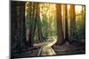 Sunset on the Forest Path, Sequoia National Park, California-Stephen Moehle-Mounted Photographic Print