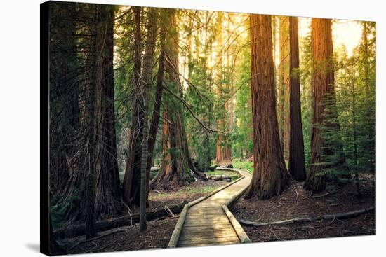 Sunset on the Forest Path, Sequoia National Park, California-Stephen Moehle-Stretched Canvas