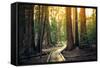 Sunset on the Forest Path, Sequoia National Park, California-Stephen Moehle-Framed Stretched Canvas