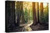 Sunset on the Forest Path, Sequoia National Park, California-Stephen Moehle-Stretched Canvas