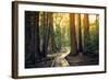 Sunset on the Forest Path, Sequoia National Park, California-Stephen Moehle-Framed Photographic Print