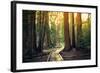 Sunset on the Forest Path, Sequoia National Park, California-Stephen Moehle-Framed Photographic Print
