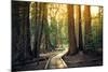 Sunset on the Forest Path, Sequoia National Park, California-Stephen Moehle-Mounted Photographic Print