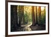 Sunset on the Forest Path, Sequoia National Park, California-Stephen Moehle-Framed Photographic Print