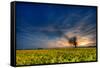 Sunset over a Field of Rapeseed, Near Risley in Derbyshire England UK-Tracey Whitefoot-Framed Stretched Canvas