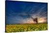 Sunset over a Field of Rapeseed, Near Risley in Derbyshire England UK-Tracey Whitefoot-Stretched Canvas