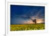 Sunset over a Field of Rapeseed, Near Risley in Derbyshire England UK-Tracey Whitefoot-Framed Photographic Print