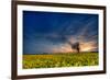 Sunset over a Field of Rapeseed, Near Risley in Derbyshire England UK-Tracey Whitefoot-Framed Photographic Print