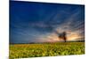 Sunset over a Field of Rapeseed, Near Risley in Derbyshire England UK-Tracey Whitefoot-Mounted Photographic Print