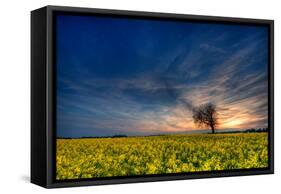 Sunset over a Field of Rapeseed, Near Risley in Derbyshire England UK-Tracey Whitefoot-Framed Stretched Canvas