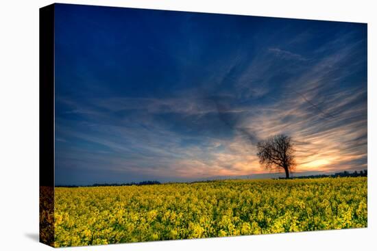 Sunset over a Field of Rapeseed, Near Risley in Derbyshire England UK-Tracey Whitefoot-Stretched Canvas