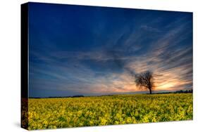 Sunset over a Field of Rapeseed, Near Risley in Derbyshire England UK-Tracey Whitefoot-Stretched Canvas