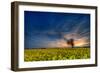 Sunset over a Field of Rapeseed, Near Risley in Derbyshire England UK-Tracey Whitefoot-Framed Photographic Print