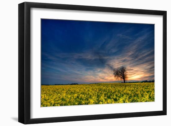 Sunset over a Field of Rapeseed, Near Risley in Derbyshire England UK-Tracey Whitefoot-Framed Photographic Print