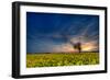 Sunset over a Field of Rapeseed, Near Risley in Derbyshire England UK-Tracey Whitefoot-Framed Photographic Print