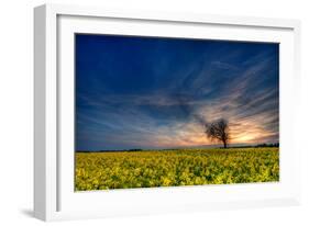 Sunset over a Field of Rapeseed, Near Risley in Derbyshire England UK-Tracey Whitefoot-Framed Photographic Print