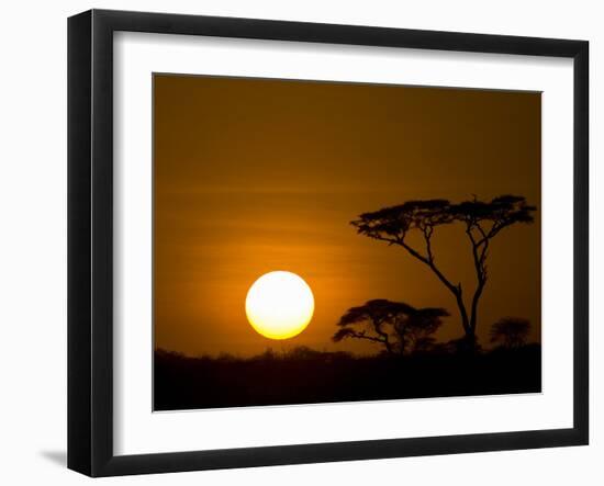 Sunset over a Forest, Serengeti, Tanzania-null-Framed Premium Photographic Print