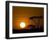 Sunset over a Forest, Serengeti, Tanzania-null-Framed Premium Photographic Print