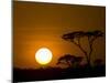 Sunset over a Forest, Serengeti, Tanzania-null-Mounted Premium Photographic Print