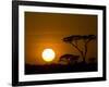 Sunset over a Forest, Serengeti, Tanzania-null-Framed Photographic Print