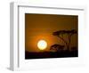 Sunset over a Forest, Serengeti, Tanzania-null-Framed Photographic Print