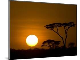 Sunset over a Forest, Serengeti, Tanzania-null-Mounted Photographic Print