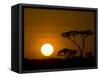 Sunset over a Forest, Serengeti, Tanzania-null-Framed Stretched Canvas