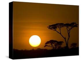 Sunset over a Forest, Serengeti, Tanzania-null-Stretched Canvas