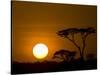 Sunset over a Forest, Serengeti, Tanzania-null-Stretched Canvas