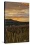 Sunset over Bear Tooth-Amanda Lee Smith-Stretched Canvas