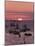 Sunset Over Boats Moored at Sea, Tregastel, Cote De Granit Rose, Cotes d'Armor, Brittany, France-David Hughes-Mounted Photographic Print