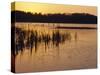 Sunset Over Frozen Frensham Pond, Frensham, Surrey England, UK, Europe-Pearl Bucknell-Stretched Canvas