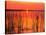 Sunset over Lake Hamilton-James Randklev-Stretched Canvas