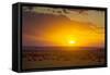 Sunset over Serengeti National Park-null-Framed Stretched Canvas