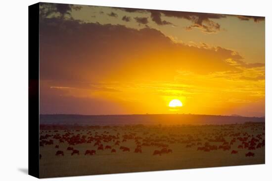 Sunset over Serengeti National Park-null-Stretched Canvas