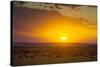 Sunset over Serengeti National Park-null-Stretched Canvas