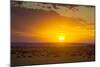 Sunset over Serengeti National Park-null-Mounted Photographic Print