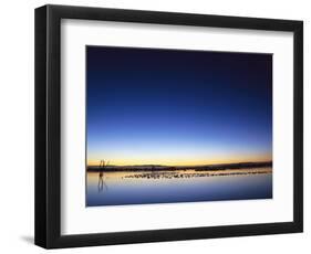 Sunset over Snow Geese on Water-Arthur Morris-Framed Photographic Print