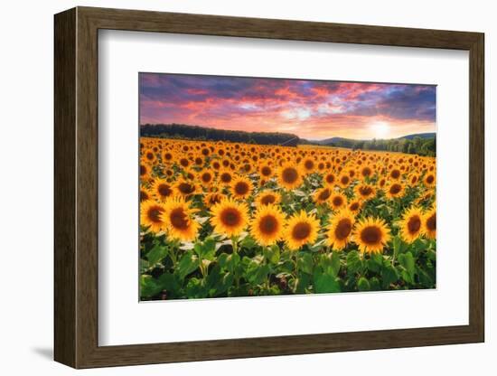 Sunset Over Sunflower Field-Philippe Sainte-Laudy-Framed Photographic Print