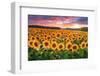 Sunset Over Sunflower Field-Philippe Sainte-Laudy-Framed Photographic Print