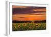 Sunset over Sunflowers-Michael Blanchette Photography-Framed Photographic Print