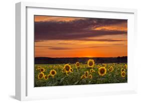 Sunset over Sunflowers-Michael Blanchette Photography-Framed Photographic Print