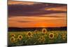 Sunset over Sunflowers-Michael Blanchette Photography-Mounted Photographic Print